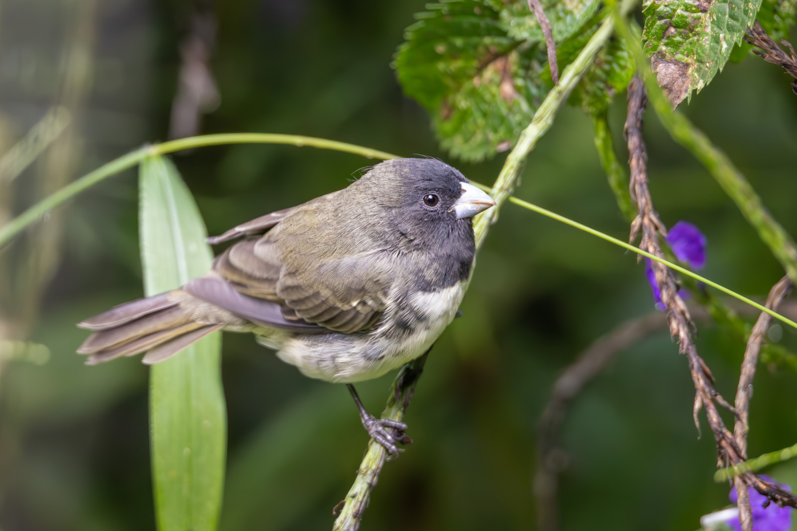 image Yellow-bellied Seedeater